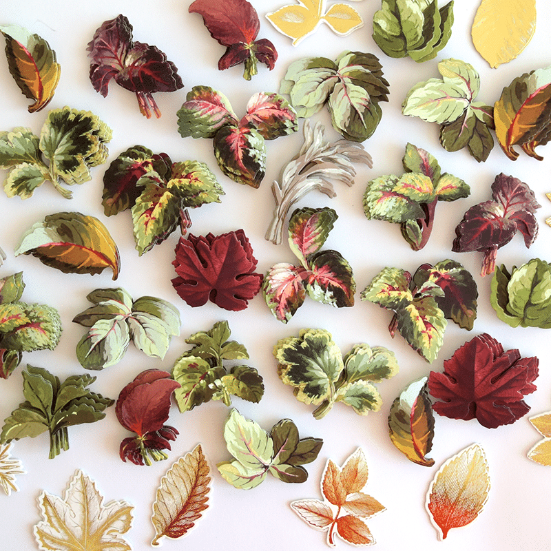 a bunch of leaves that are laying on a table.