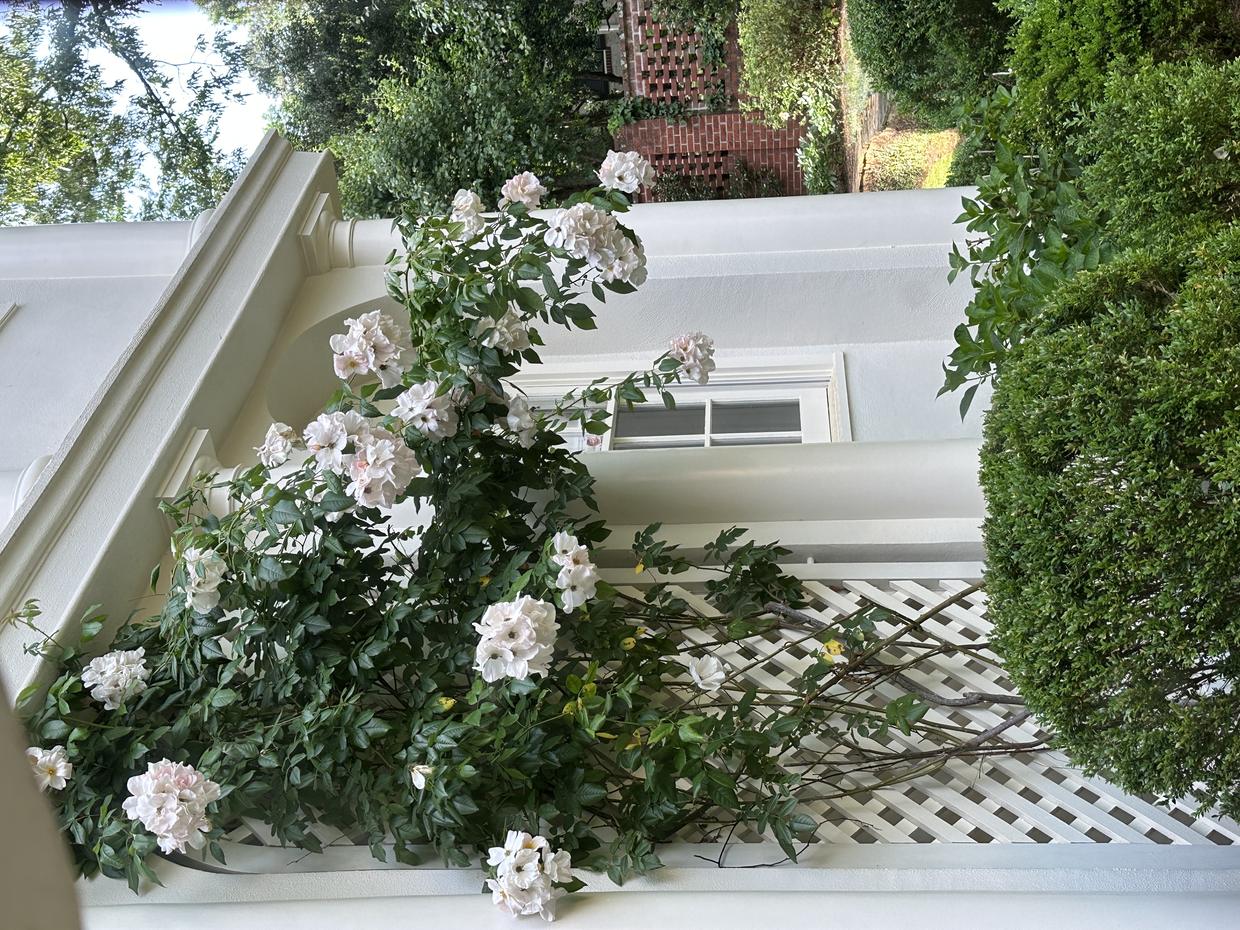 a bush of flowers growing on the side of a building.