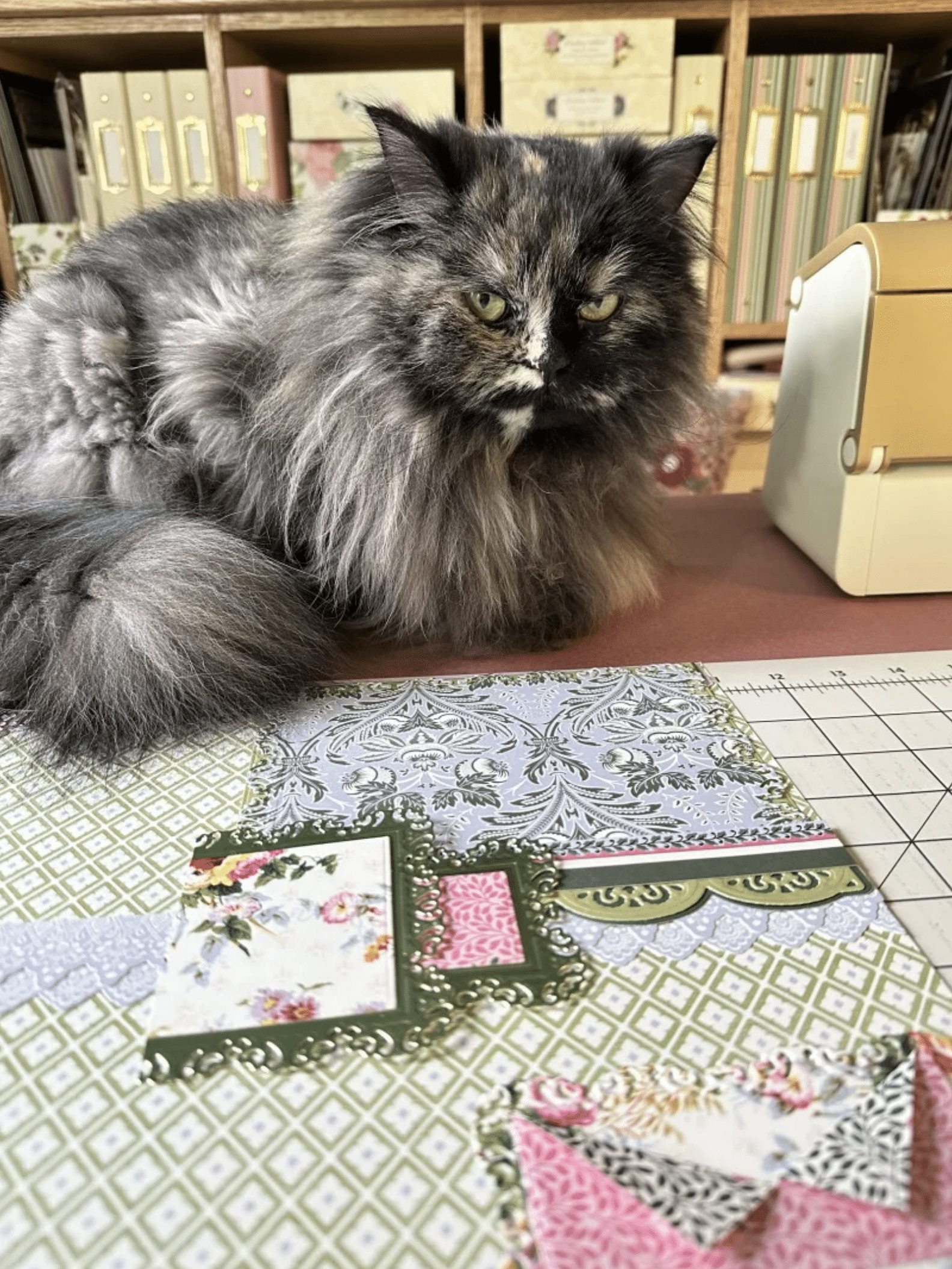 a cat sitting on a table next to a quilt.